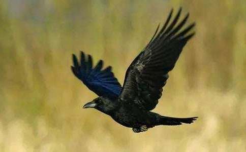 烏鴉嘴的寓言故事