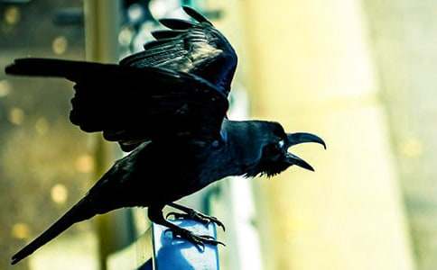 關于烏鴉喝水作文