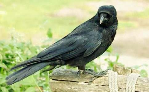 �˽̰�һ�꼉�̰��OӋ�����f��ˮ��ģ�壨ͨ��11ƪ��