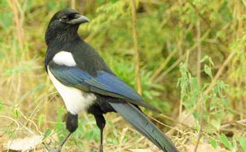 喜鵲作文600字九篇