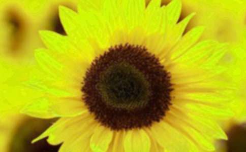 向日葵的微笑作文(通用23篇)