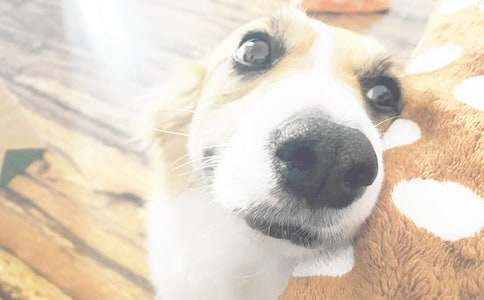 作文我喜歡的小狗