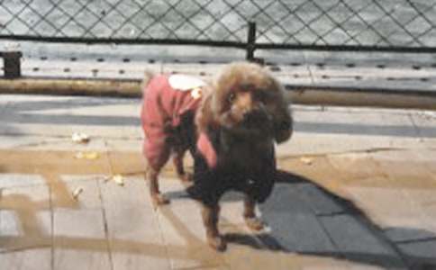 ����ϲ�g��С�����ķ���