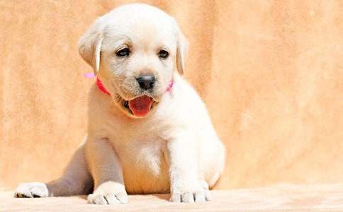 ���Đ۵�С������