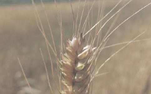 С��������600��3ƪ