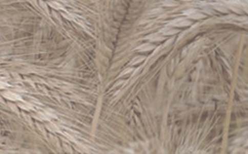 �P��С��������