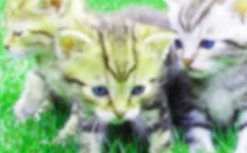 �P���茑С؈��ò���ģ�ͨ��105ƪ��