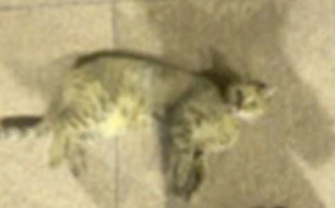 介紹小貓的作文(通用25篇)