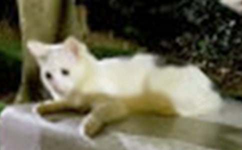 寫小貓的作文300字(精選46篇)