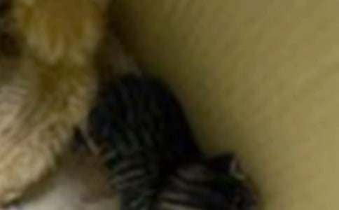 �Ҽҵ�С؈����150�֣�ͨ��18ƪ��