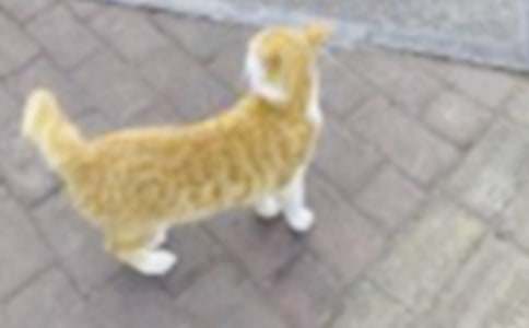 寫我家的小貓作文