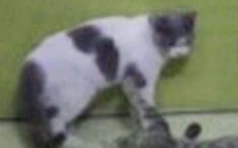 �ɐ�С؈����300��