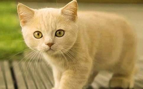 �茑�ɐ۵�С؈��������