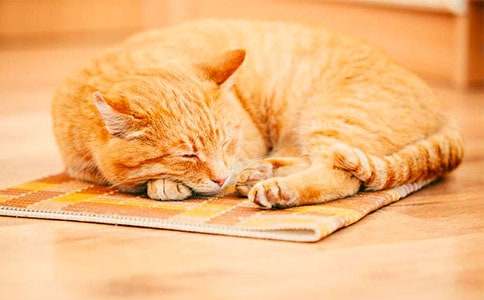 �Һ�С؈�Ĺ�������500�֣����x27ƪ��