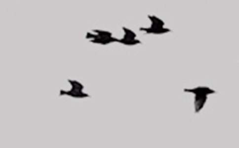 ����С�B�ҋ����������ģ����x11ƪ��