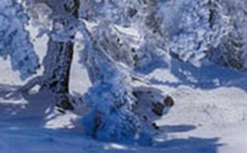 小雪和小虎優秀作文