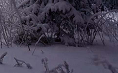 我是一朵小雪花作文(精選27篇)