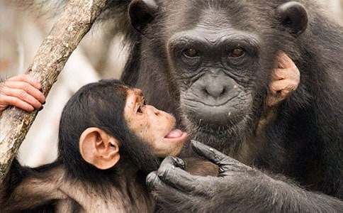 描寫黑猩猩的作文500字(通用32篇)