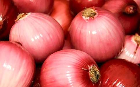 描寫洋蔥的作文300字(精選28篇)