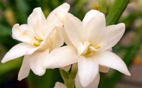 �茑ҹ����ă�������