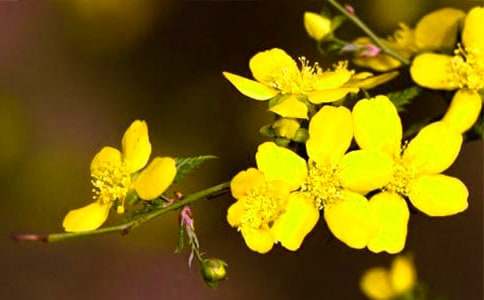 �茑ӭ�����ă�������