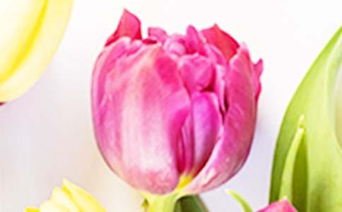 美麗的郁金香作文匯編15篇