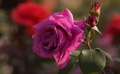 �¼�ͯԒ����600��