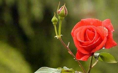 我眼中的月季初中生作文