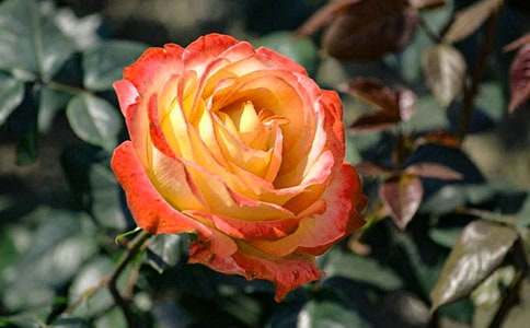 �^���¼����ČW������