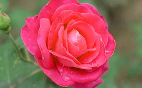 美麗的月季花_小學作文