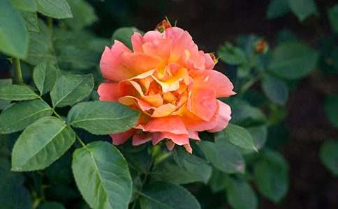 �^���¼�����С�W����