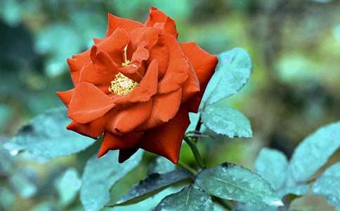 月季花下的生命作文