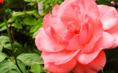 �¼�����õ�廨����400��