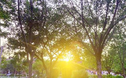 2025�����P�����簲�����Z23��