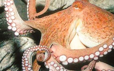 ��ζ�����~С���Ӄ�������500��