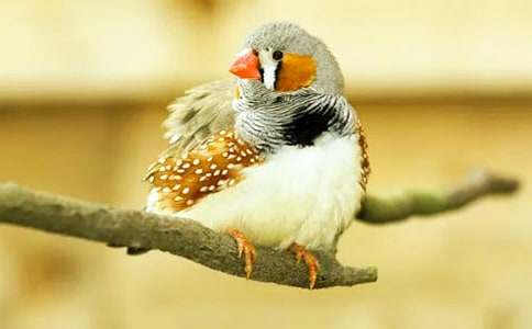 【推薦】珍珠鳥作文六篇