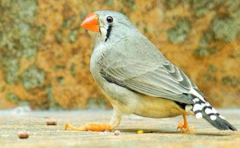 珍珠鳥作文的閱讀理解