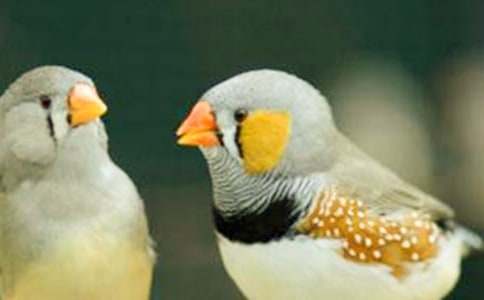 �ɐ۵������B����500�֣�ͨ��25ƪ��