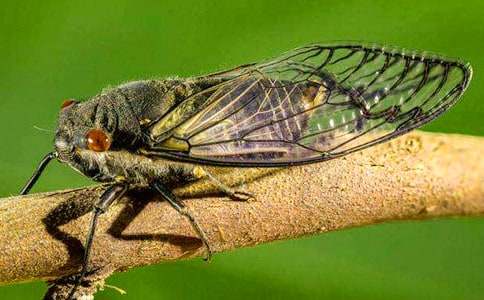 �P��ץ֪��600������