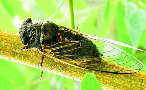 捉知了的作文300字