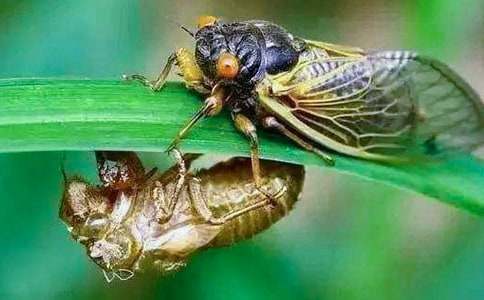 知了作文400字5篇