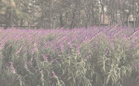 ���A��ֲ��@����700�֣�ͨ��14ƪ��