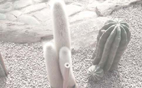 �ɺ�ֲ��@��������1000��