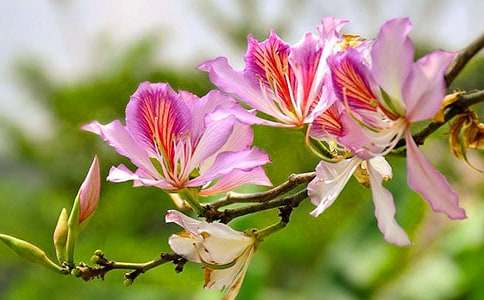 紫荊花作文的300字(精選33篇)