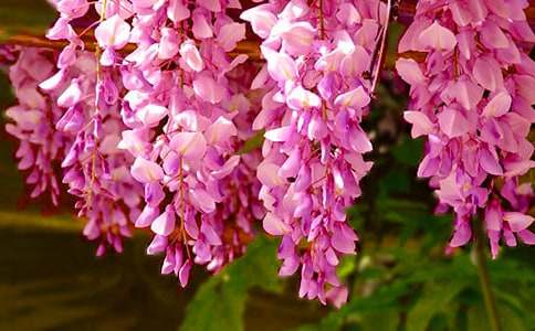 紫藤花作文300字九篇