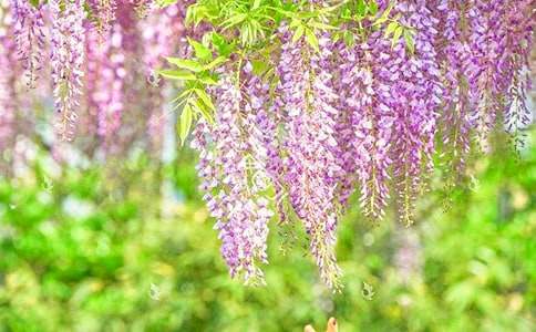 紫藤花作文600字六篇