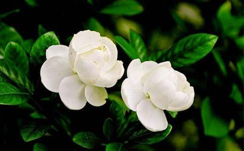 茉莉花開作文通用15篇