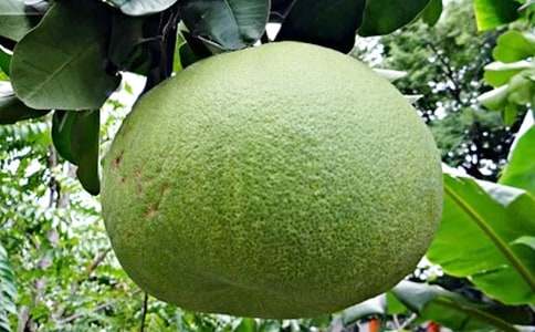 描寫柚子作文匯編六篇