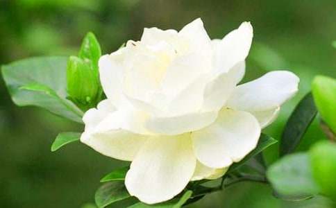 愛如梔子花開作文600字