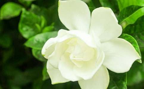 有關于友情的梔子花開作文